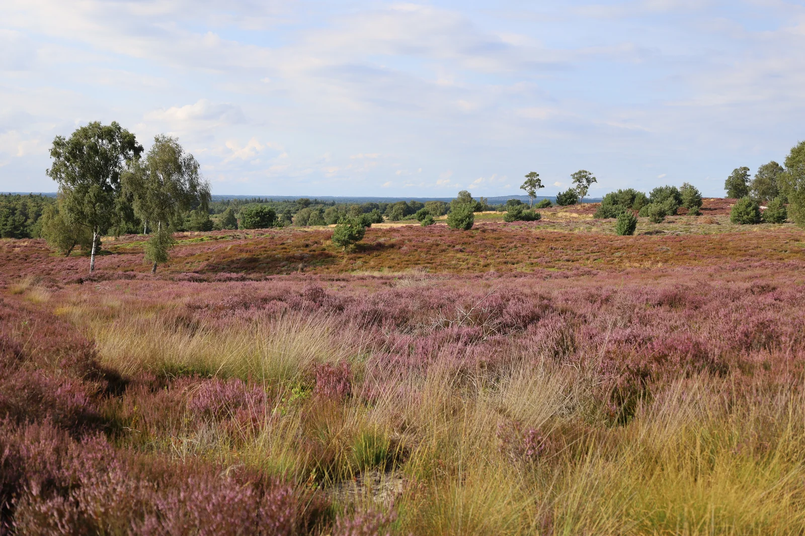 De paarse heide onder een open hemel